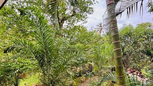A lush garden with a variety of tropical plants and a paved pathway. - Lake View Villa - Tangalle (tangalle)