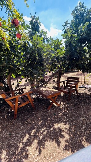 An outdoor seating area with wooden benches under a fig tree, surrounded by a garden with a dirt ground. - OliveTreeHostel (Ramallah)