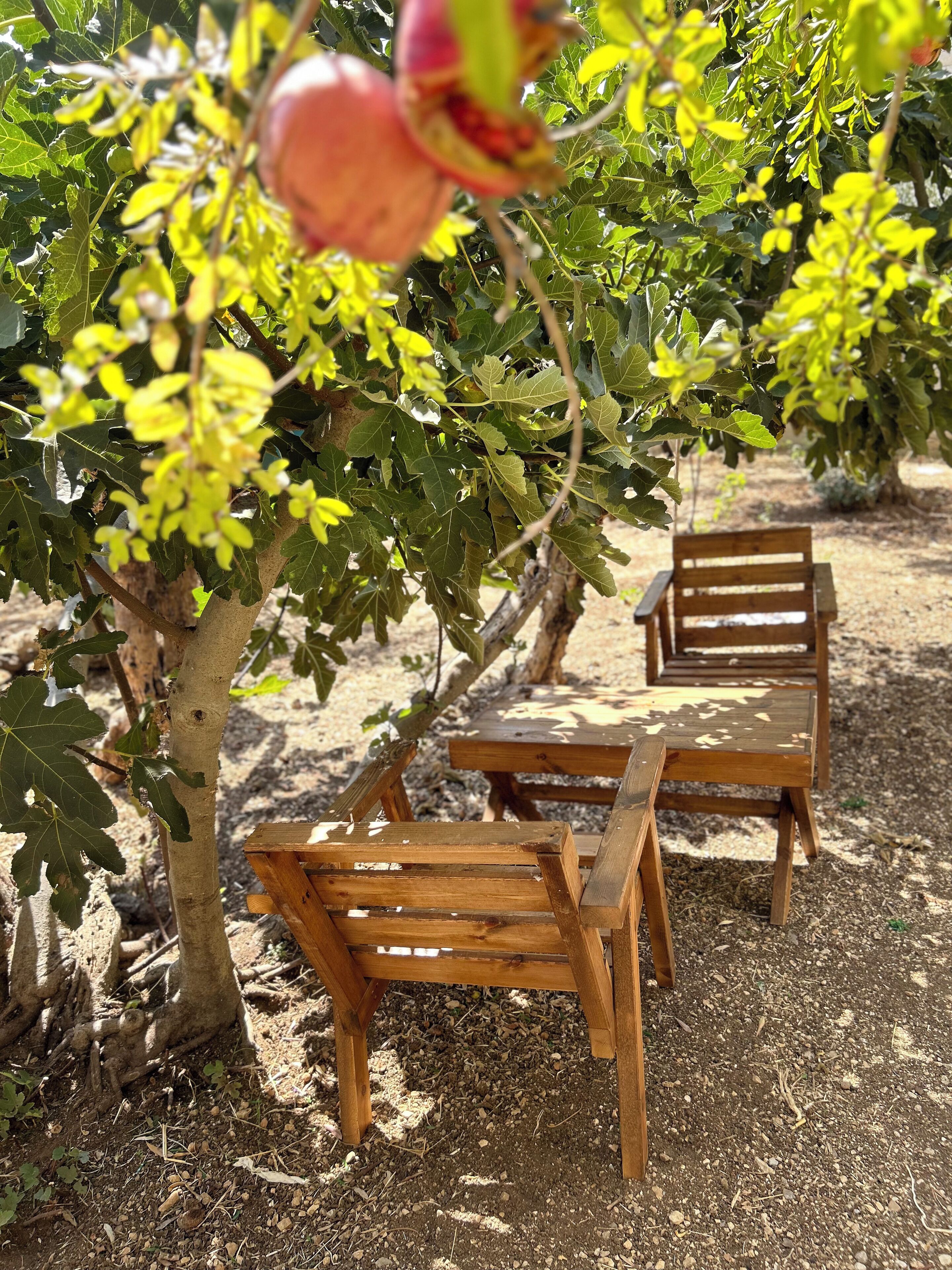 A wooden bench under a tree with green leaves and a pomegranate hanging from it.