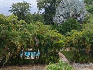 Ein üppiger Garten mit verschiedenen Palmen und einem Weg zum Pool.