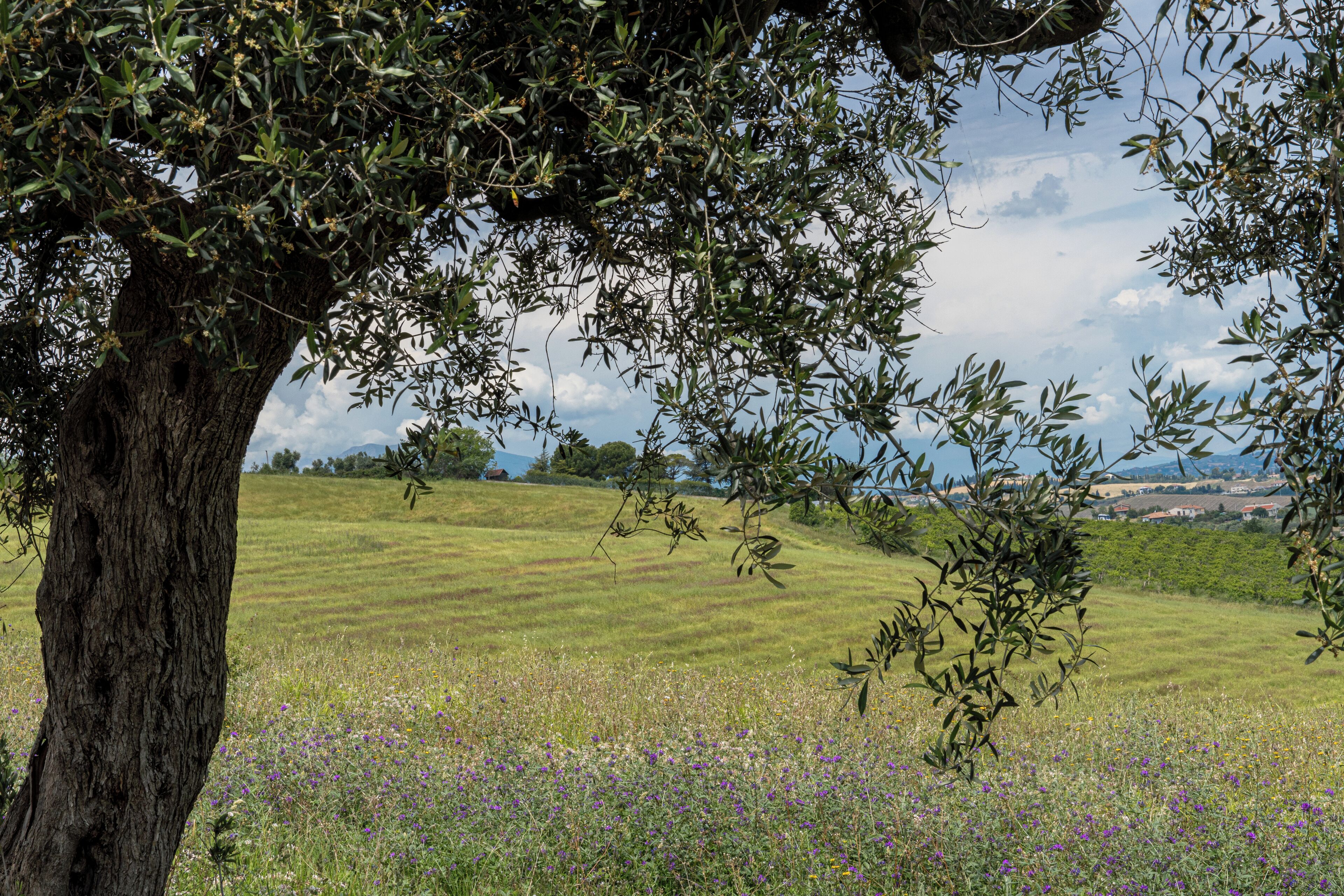 A tree-lined field with a grassy hill and distant hills.