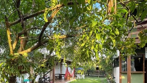 A well-maintained garden with a lawn, stone pathway, and a variety of trees.