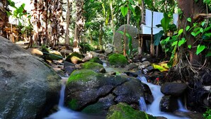 Un arroyo natural con rocas y musgo, rodeado de árboles y follaje.