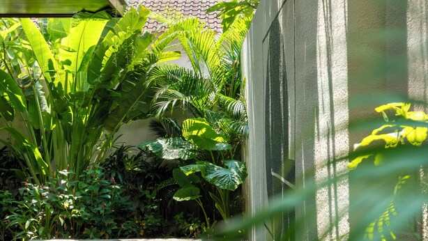 Una piscina rodeada de exuberante vegetación y un muro de hormigón.