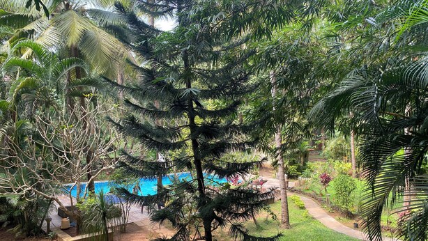 Um jardim exuberante com piscina, caminhos de pedra e diversas plantas.
