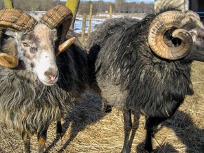 Two goats with large horns standing on straw. - 5 Person Holiday Home in Stenkyrka (Tingstade)