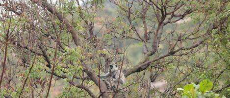 A tree with a monkey sitting on a branch.