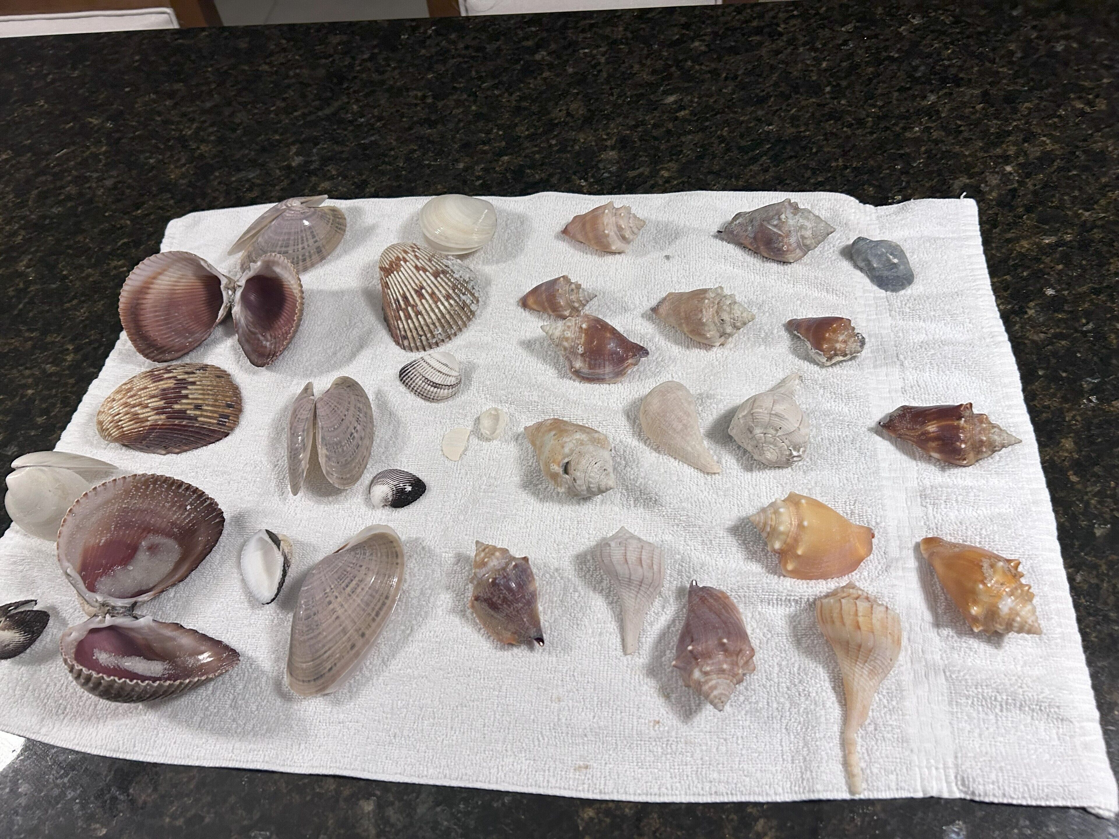 A variety of seashells arranged on a white cloth on a granite countertop.