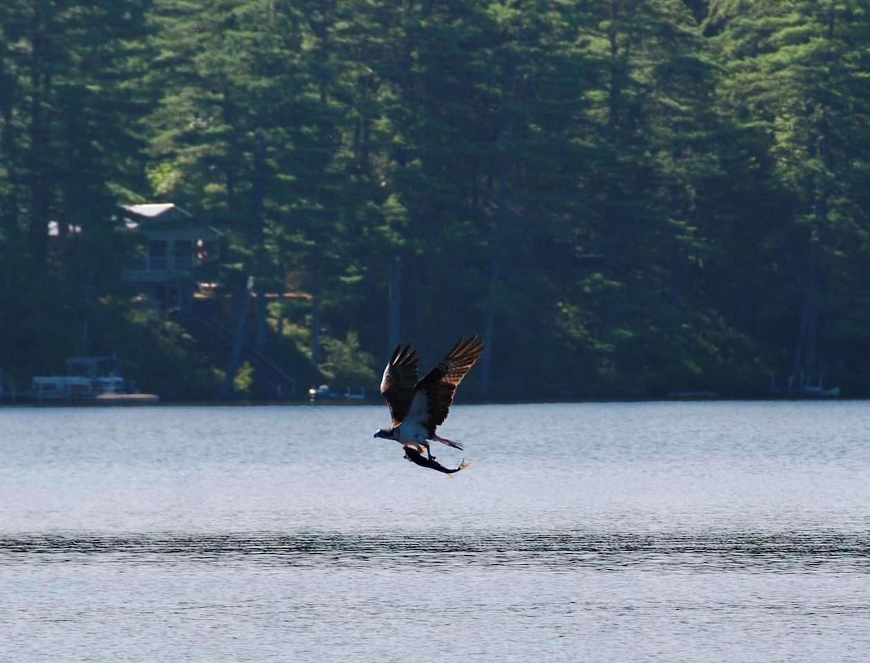 A bird in flight over a body of water with a forested shoreline in the background.