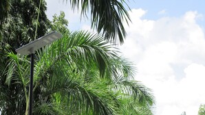 A paved pathway lined with palm trees and a wooden gate in the distance. - New and stylish 3-Bedroom Apartment (Dar es Salaam)