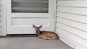 A deer on a porch with white siding and a sliding glass door.