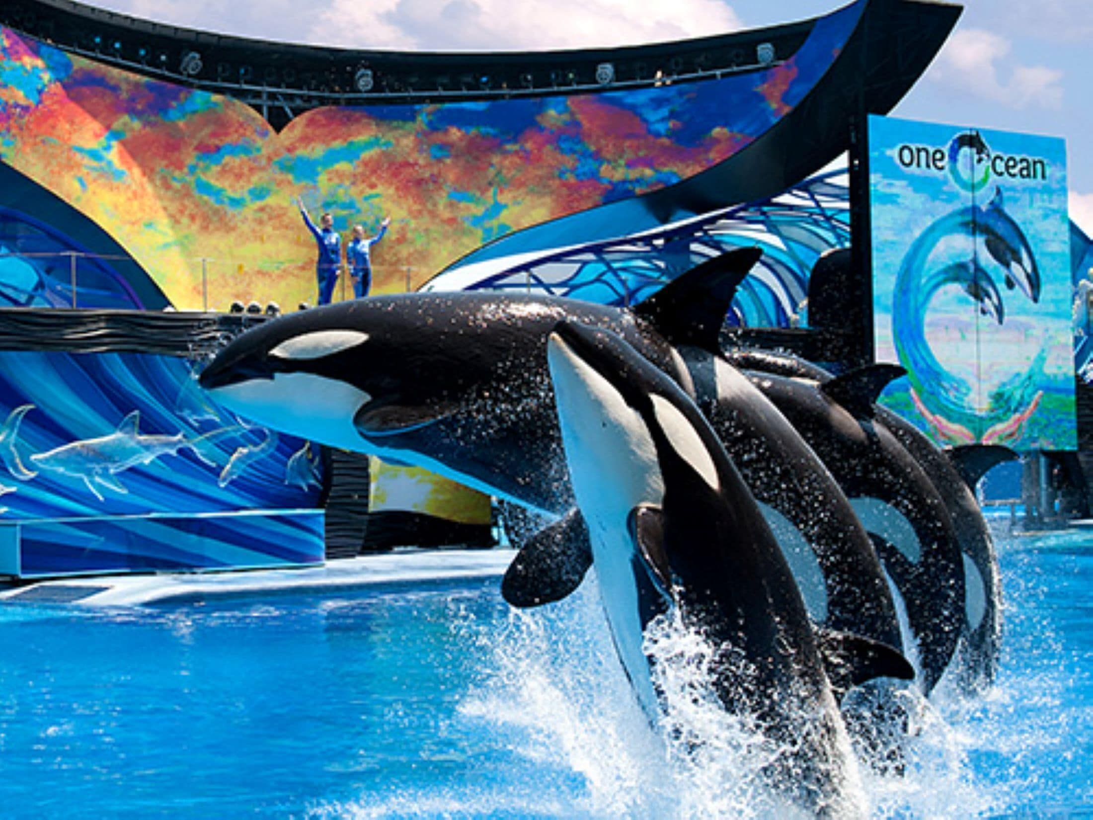 Espectáculo de delfines y orcas actuando en una piscina con un fondo de colores.
