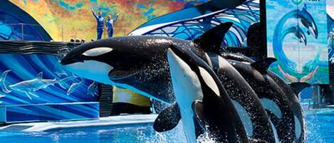 Espectáculo de delfines y orcas actuando en una piscina con un fondo de colores.