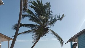A beach scene with a palm tree, a small boat on the water, and a building with a blue exterior.