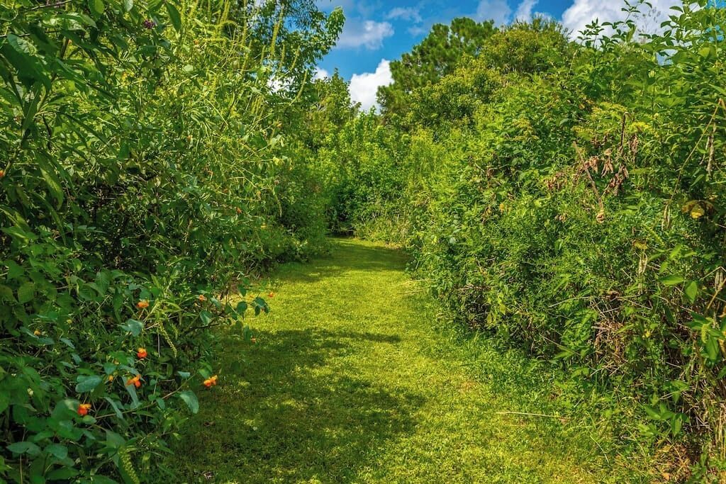 Un sentier étroit et herbeux, bordé d’un feuillage vert et dense.