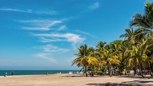 A beach with palm trees, a clear sky, and a calm sea.