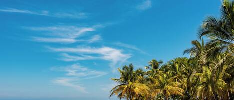 A beach with palm trees, a clear sky, and a calm sea.