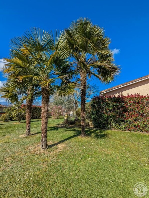 A well-maintained lawn with three palm trees, a hedge, and a building with a beige facade.