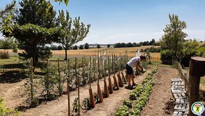 Ein Garten mit Pflanzenreihen und einer Person, die sich darum kümmert.