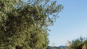 A wooden deck with benches overlooking a calm body of water, surrounded by olive trees and greenery. - Quinta Vila Rachel (Alijó)