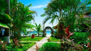 Un sendero en un jardín tropical que conduce a una playa con palmeras y abundante vegetación.