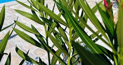 Villa Maslina: Rustic villa in an olive grove facing a bird sanctuary