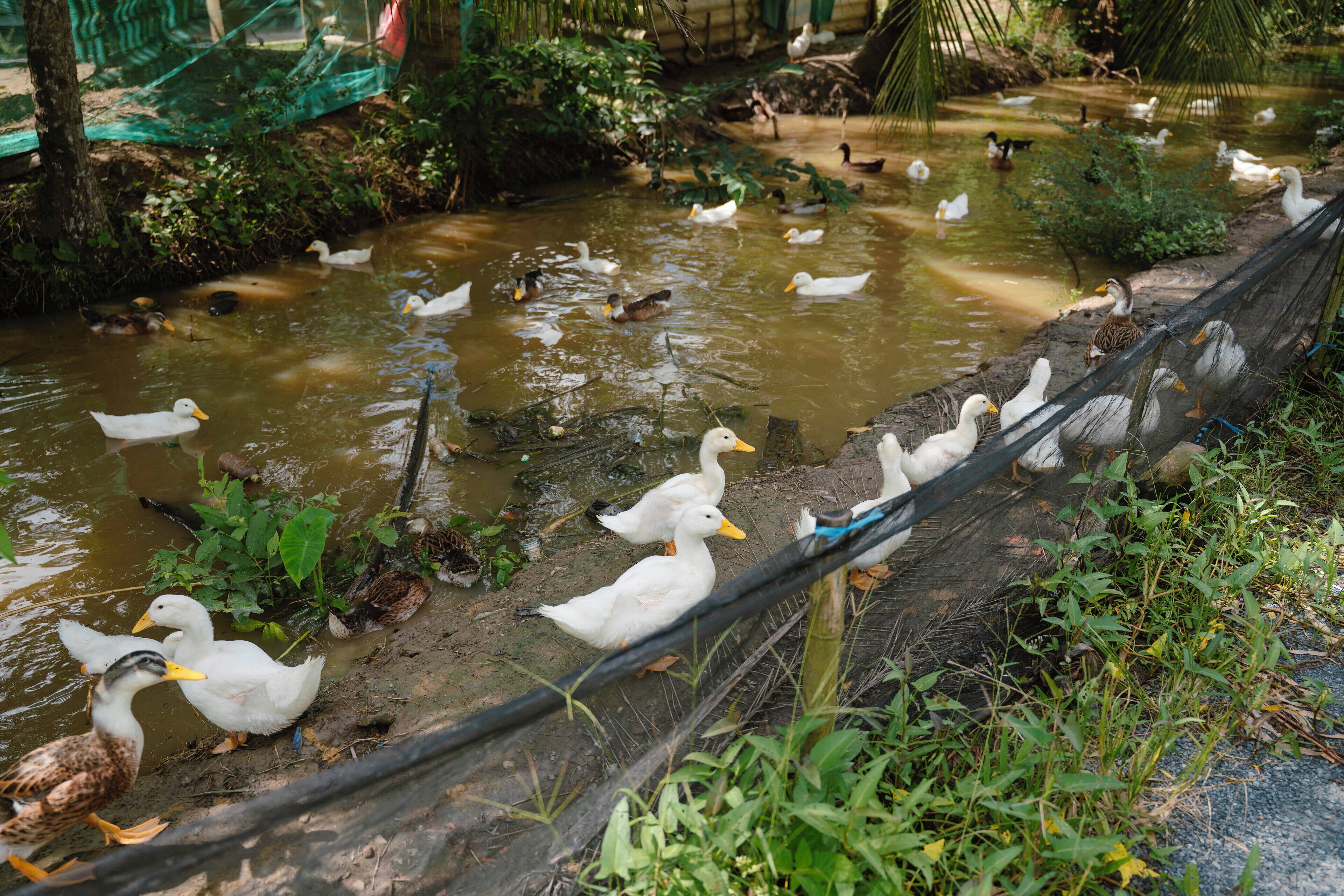 Un estanque con patos y gansos, rodeado de follaje y una zona delimitada por una red.