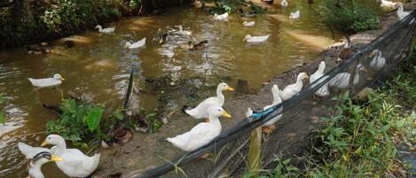 Un estanque con patos y gansos, rodeado de follaje y una zona delimitada por una red.