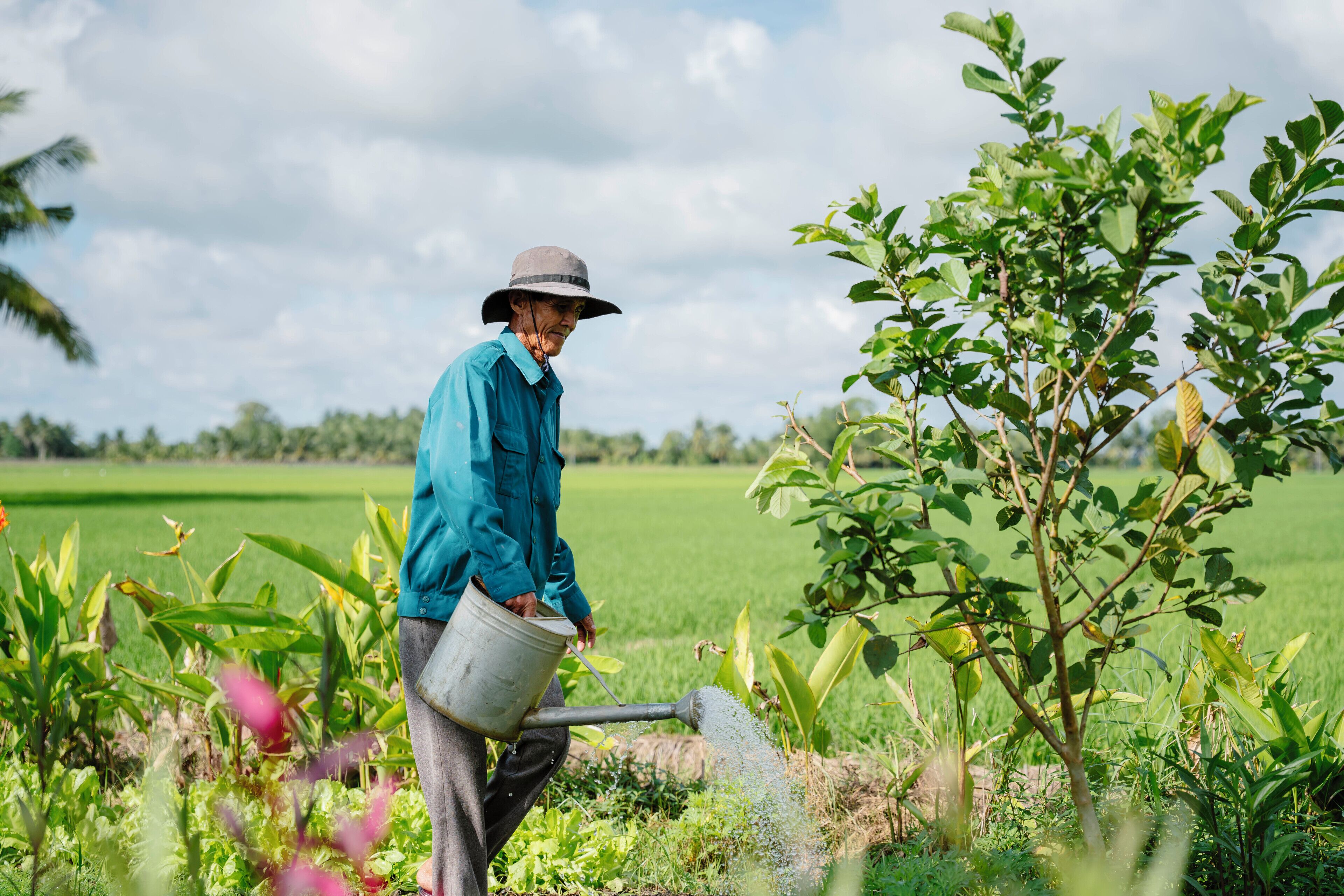 A person watering plants in a field.