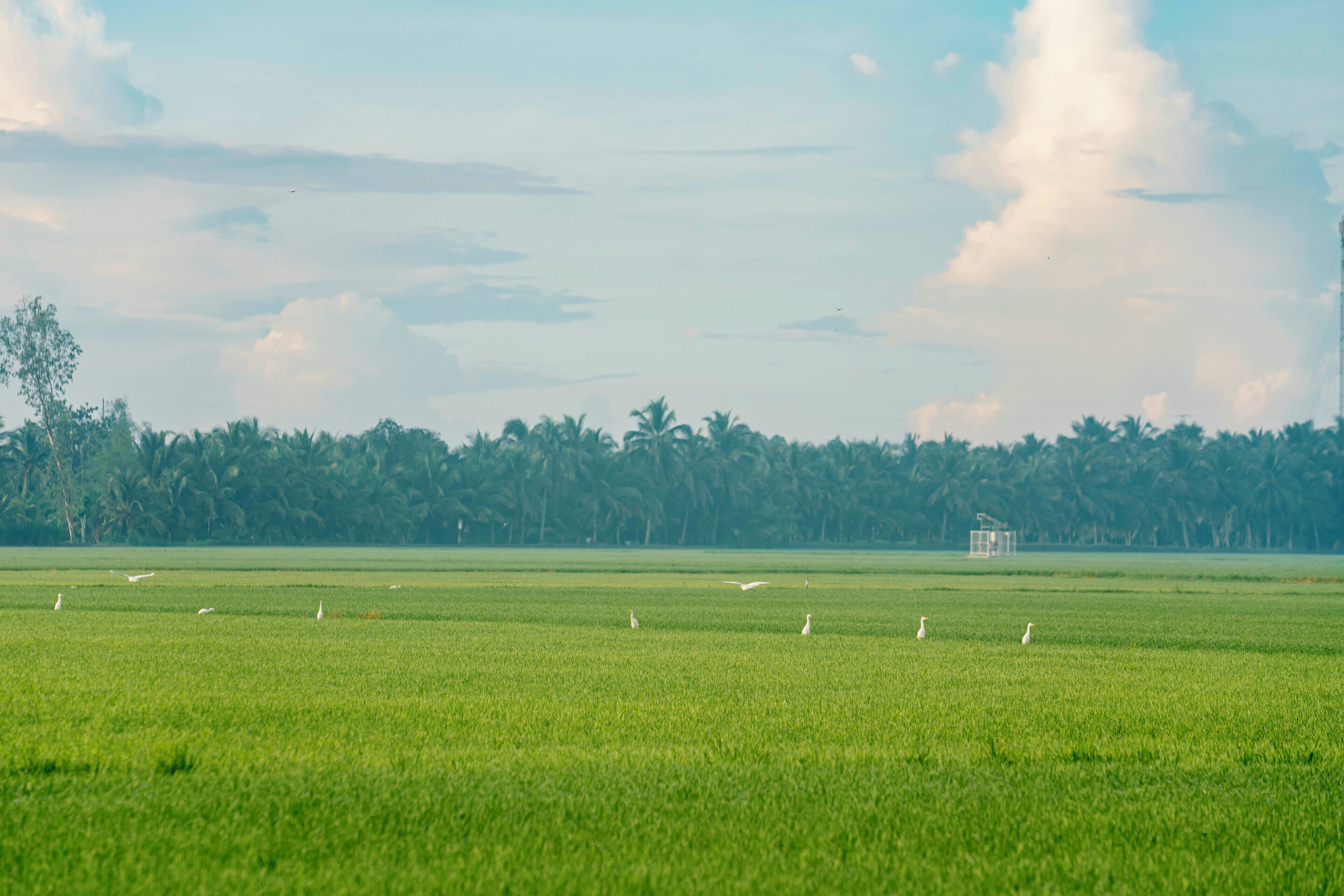A wide, open field with a few birds and a distant structure.
