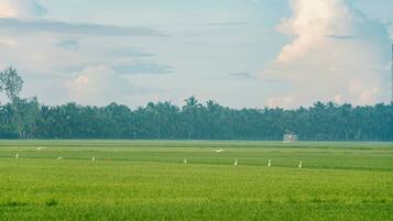 A wide, open field with a few birds and a distant structure.
