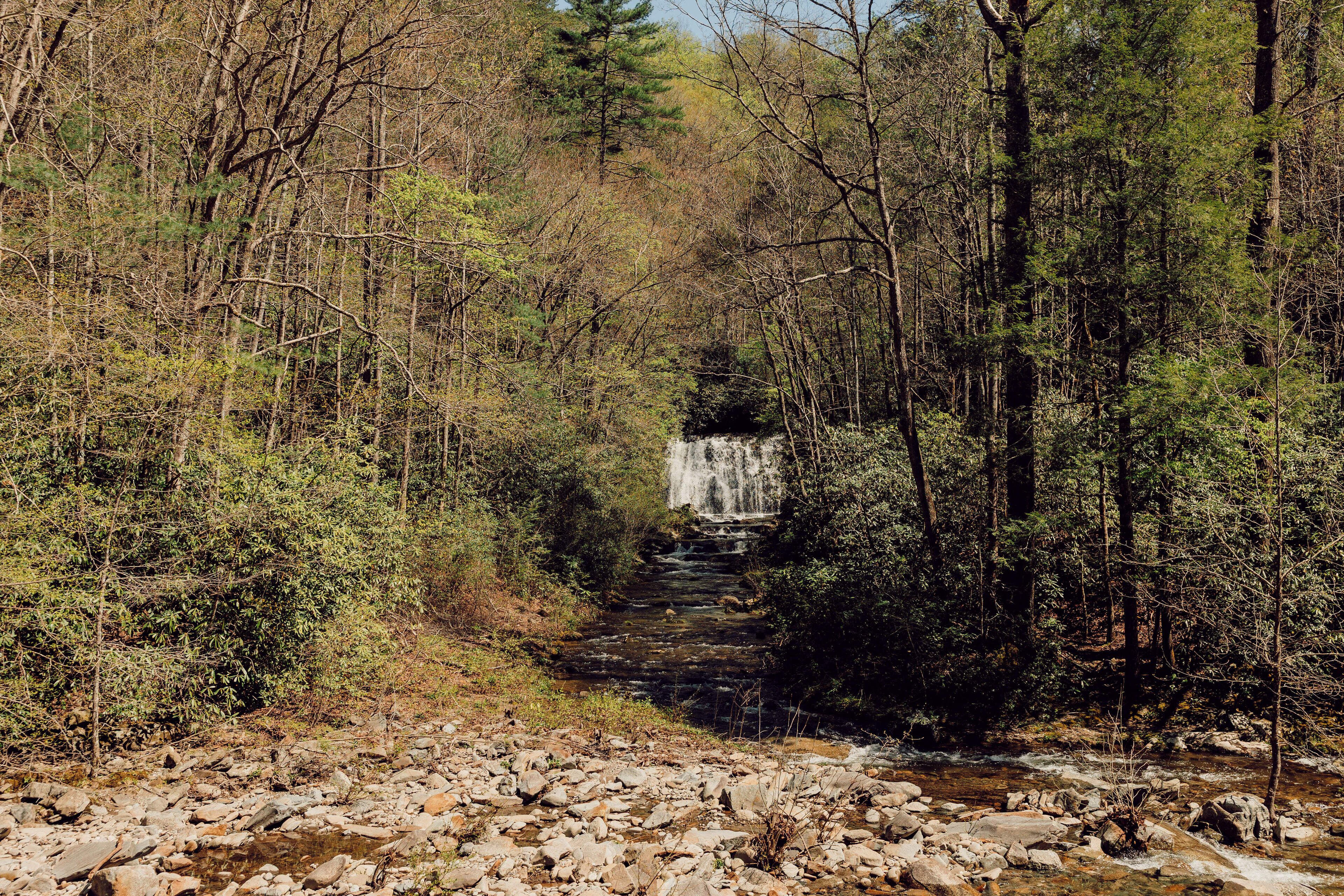 A forested area with a waterfall and a rocky stream.