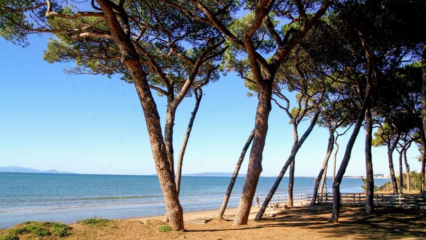 Une plage bordée d’arbres imposants, offrant une vue dégagée sur la mer.