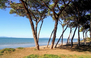 Een strand met hoge bomen en helder uitzicht op de zee.