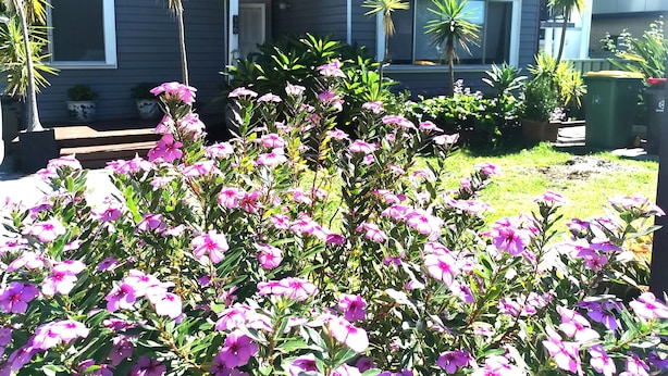 Ein Wohnhaus mit Ziegeldach, einer Veranda und einem Garten mit rosa Blumen.