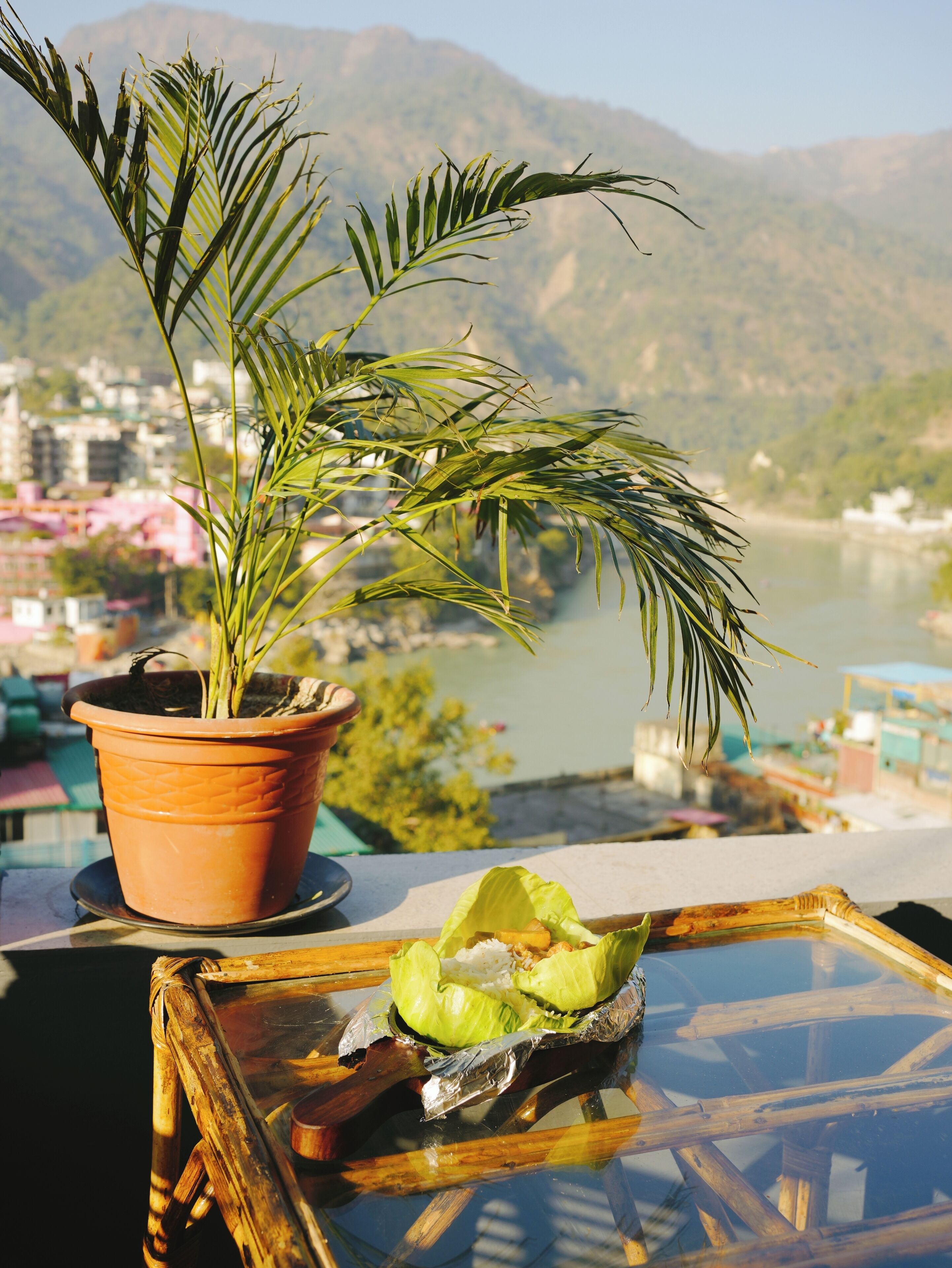 A potted plant with a view of a river and mountains in the background.