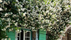 Ein Steingebäude mit einem grünen Fenster und Fensterläden, umgeben von üppiger Vegetation und blühenden Pflanzen.