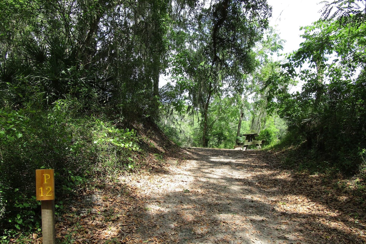 A forested area with a dirt path leading to a picnic table.