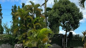 Un sendero pavimentado que atraviesa un jardín con palmeras y una roca grande.