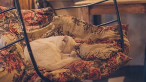 A hanging chair with a floral cushion in a room with a wooden floor, a round mirror, and various kitchen utensils on the counter. - Hostel Pura Vida Mae (Yerba Buena)