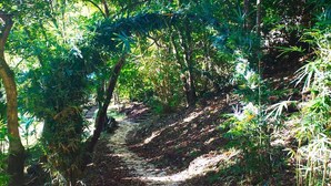 Un sendero arbolado con vegetación densa.