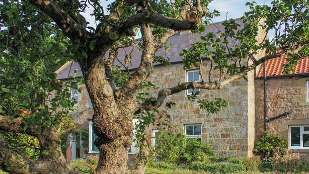 Un arbre dont le tronc a une forme particulière, situé dans une zone herbeuse, avec un bâtiment en pierre en arrière-plan.