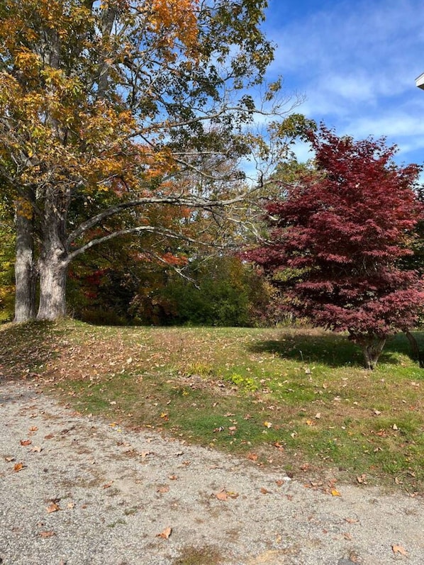 A park with a gravel path, trees with autumn foliage, and a clear sky.