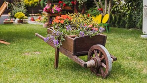 Una carriola di legno piena di fiori colorati su un prato.