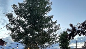 Ein Garten mit Feuerschale, zwei Stühlen, einer gestreiften Couch und einem Holzzaun.