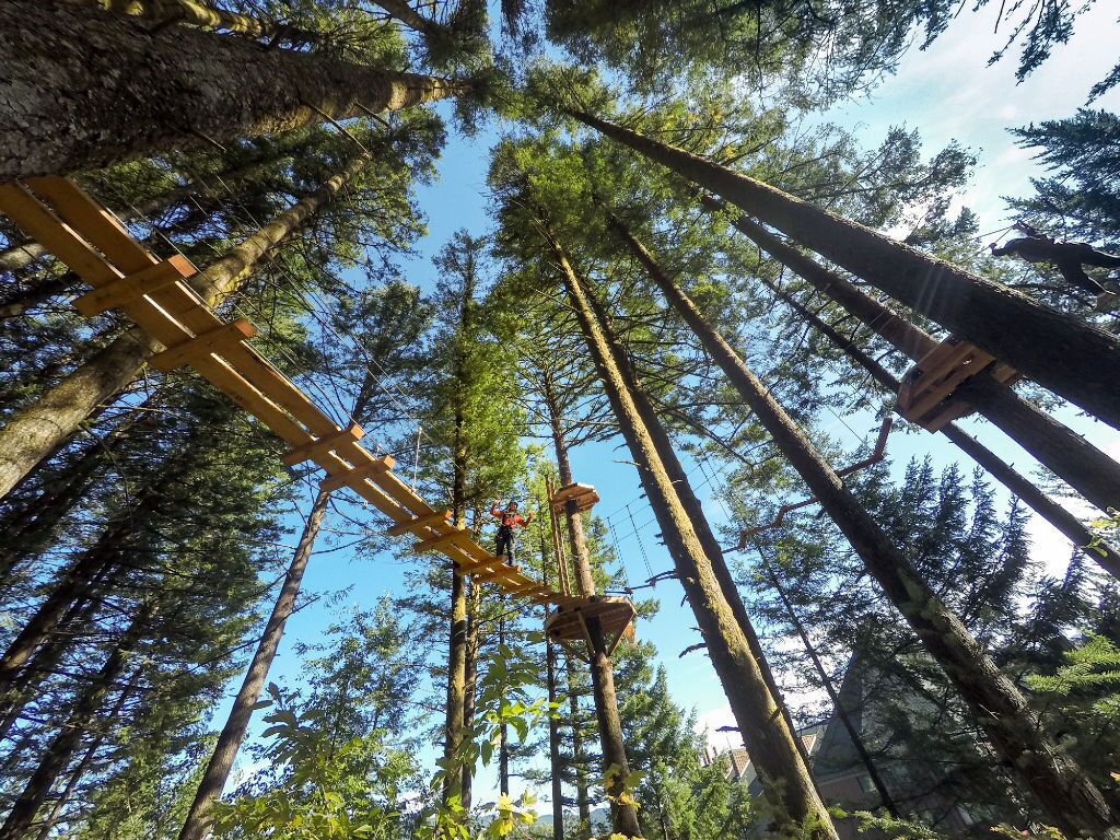 Un bosc amb arbres alts i una construcció de fusta.