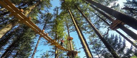 Un bosc amb arbres alts i una construcció de fusta.