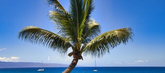 Best of Kaanapali Ali'i Suite 382 - Walk Whalers Village - Ocean Views