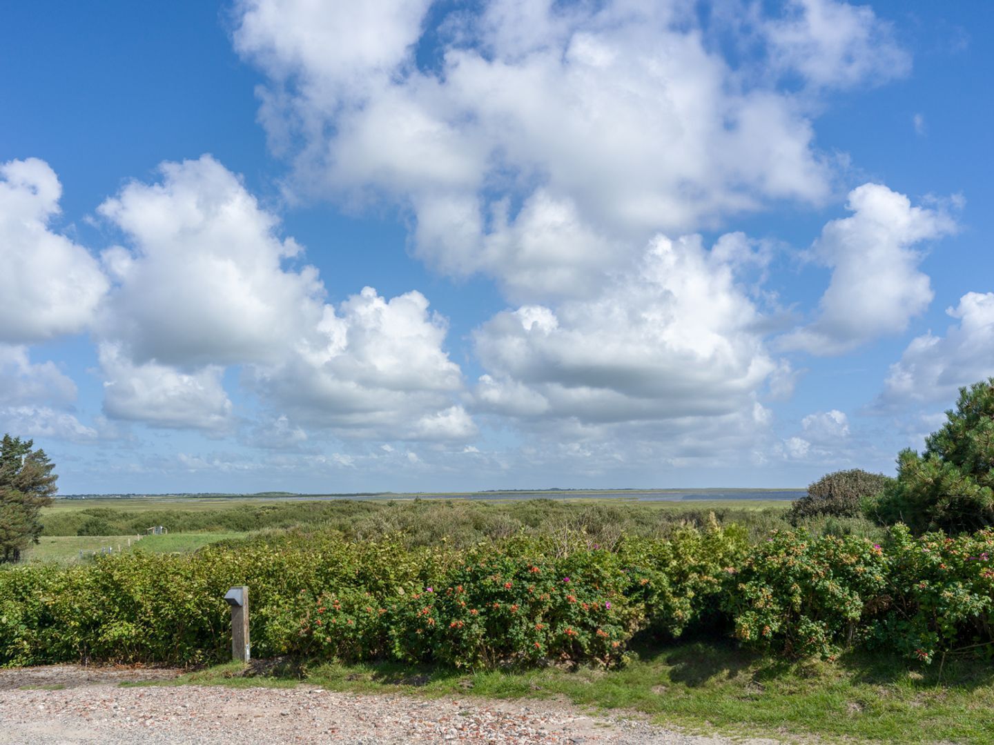 A rural landscape with a gravel path, dense shrubbery, and a clear blue sky with scattered clouds.