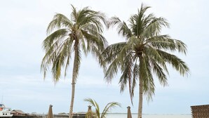 A beach with palm trees, lounge chairs, and umbrellas. - Sadi Beach House (Bintan)
